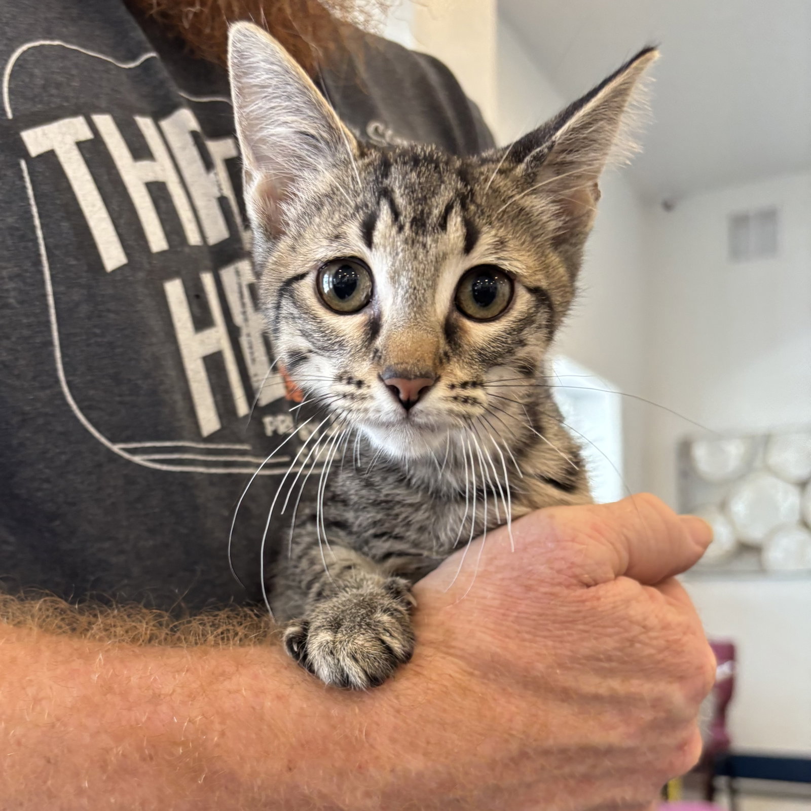 Meatball, Tabby