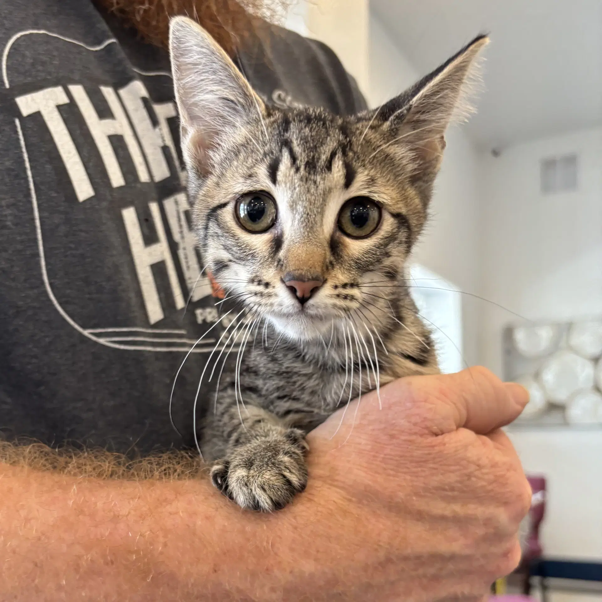 Meatball - Tabby