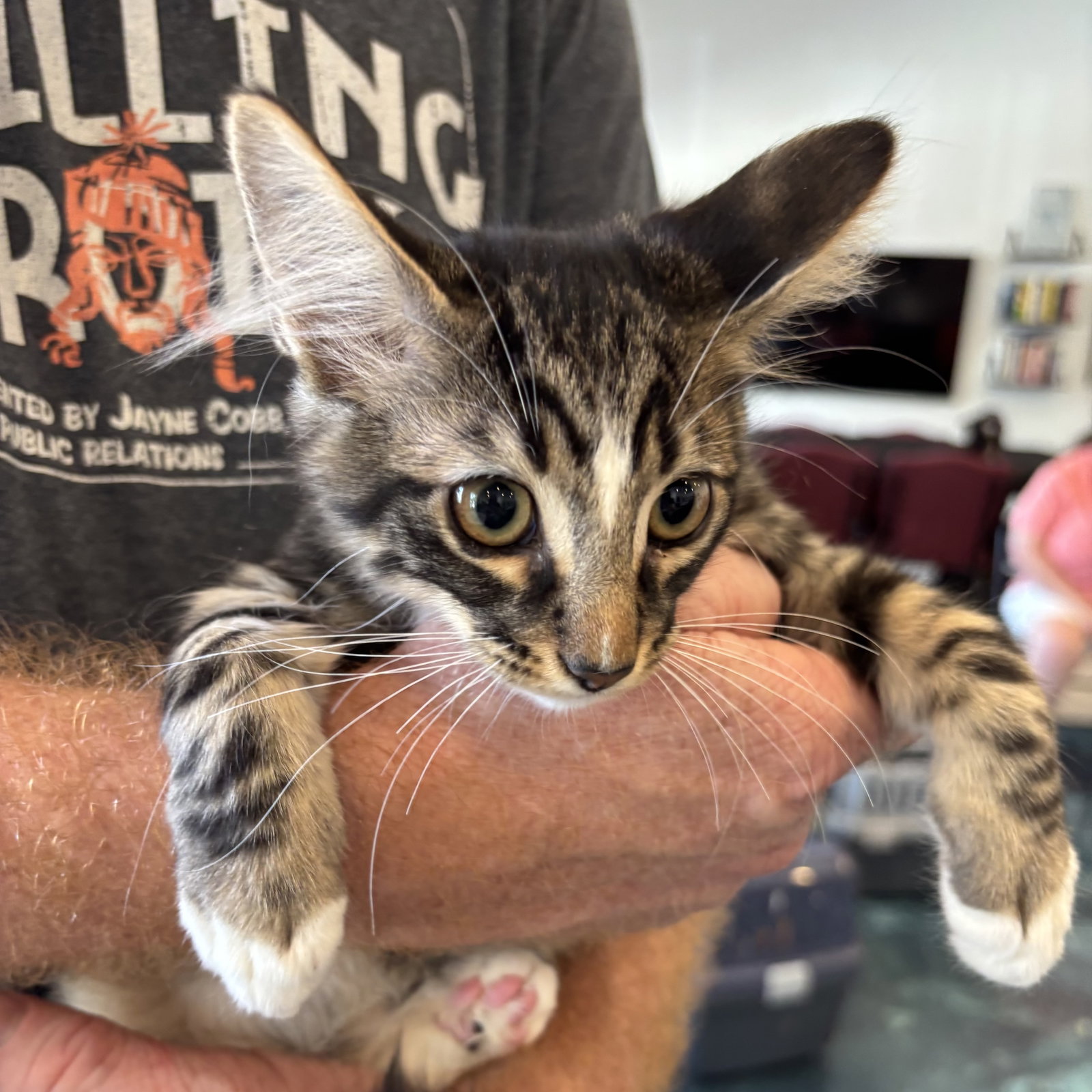 Monte, Tabby