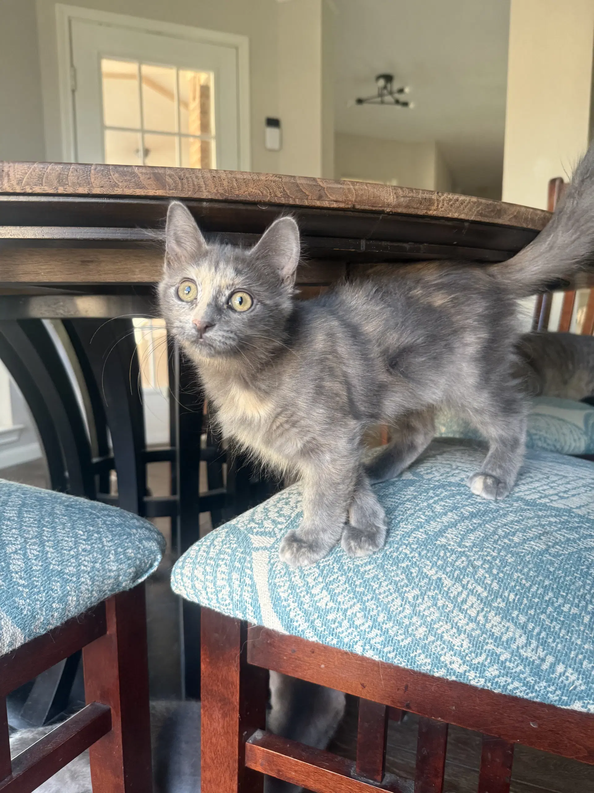 Stormy - Dilute Tortoiseshell