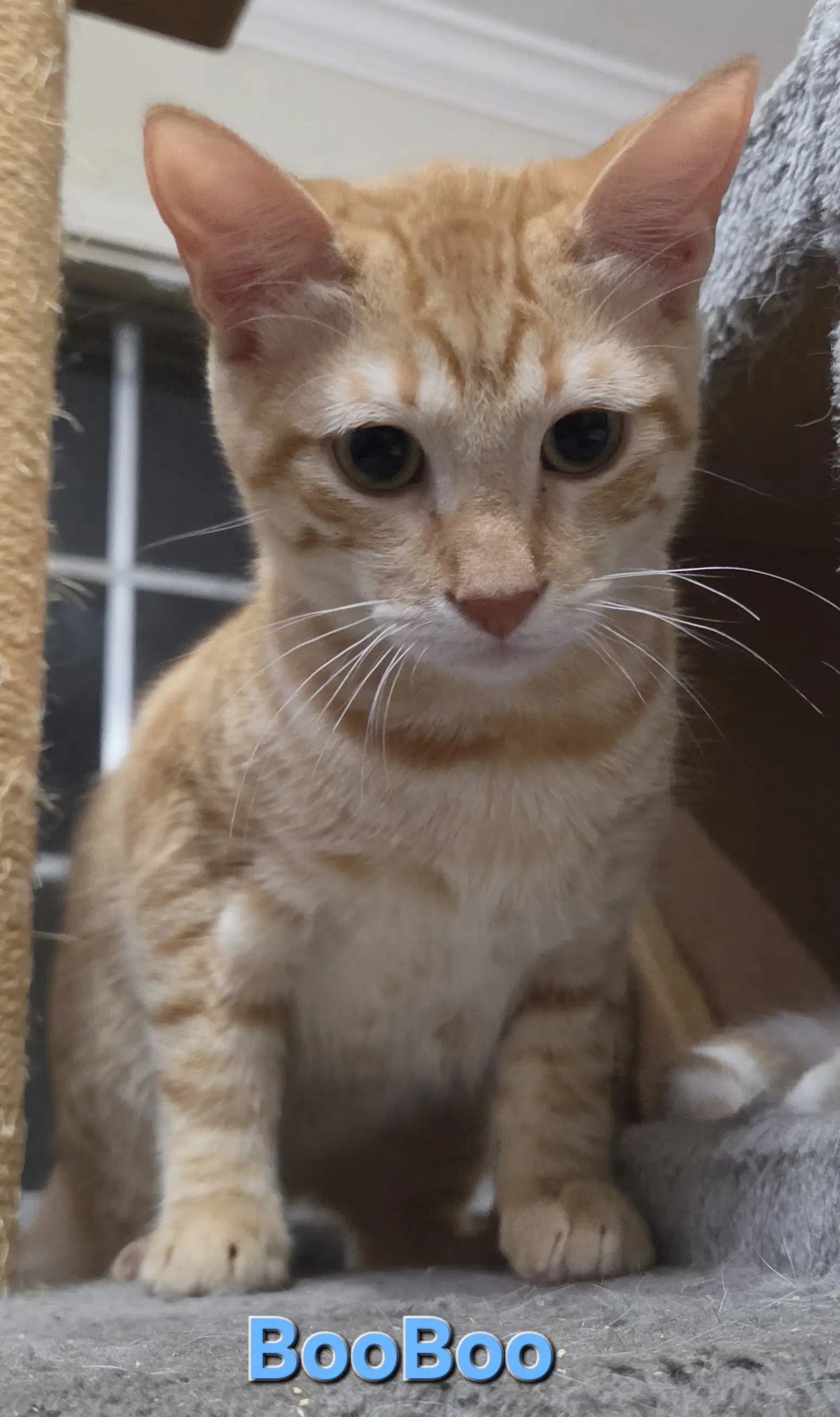 Boo Boo - Tabby