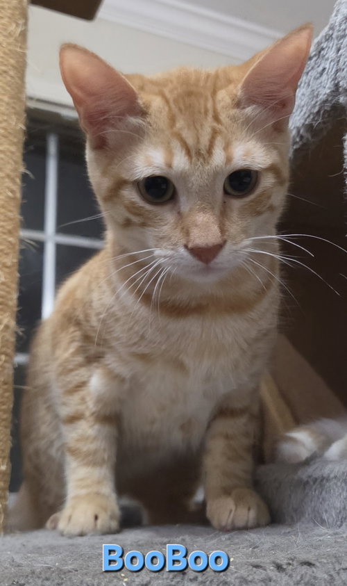 Boo Boo, a cat for adoption from Third Coast Pets Alive