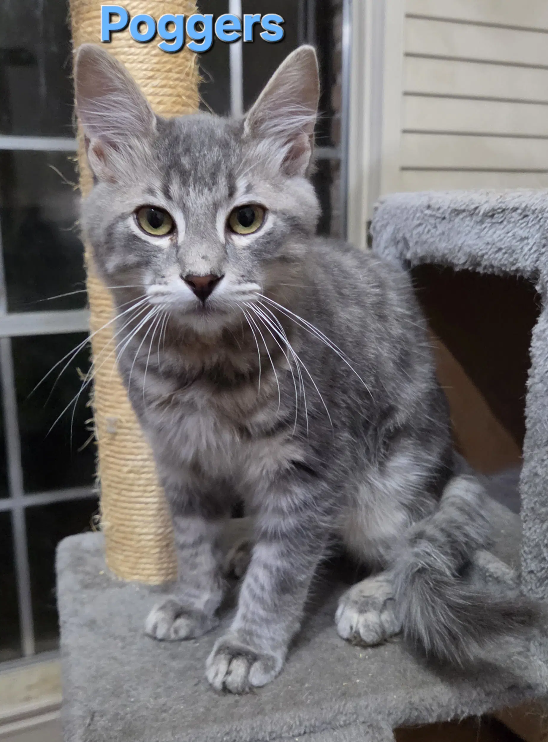Poggers - Tabby
