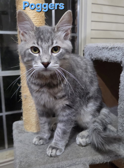 Poggers, a cat for adoption from Third Coast Pets Alive