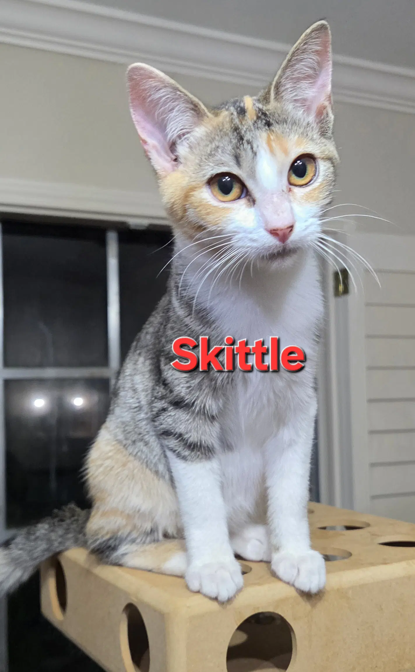 Little Skittle - Tabby