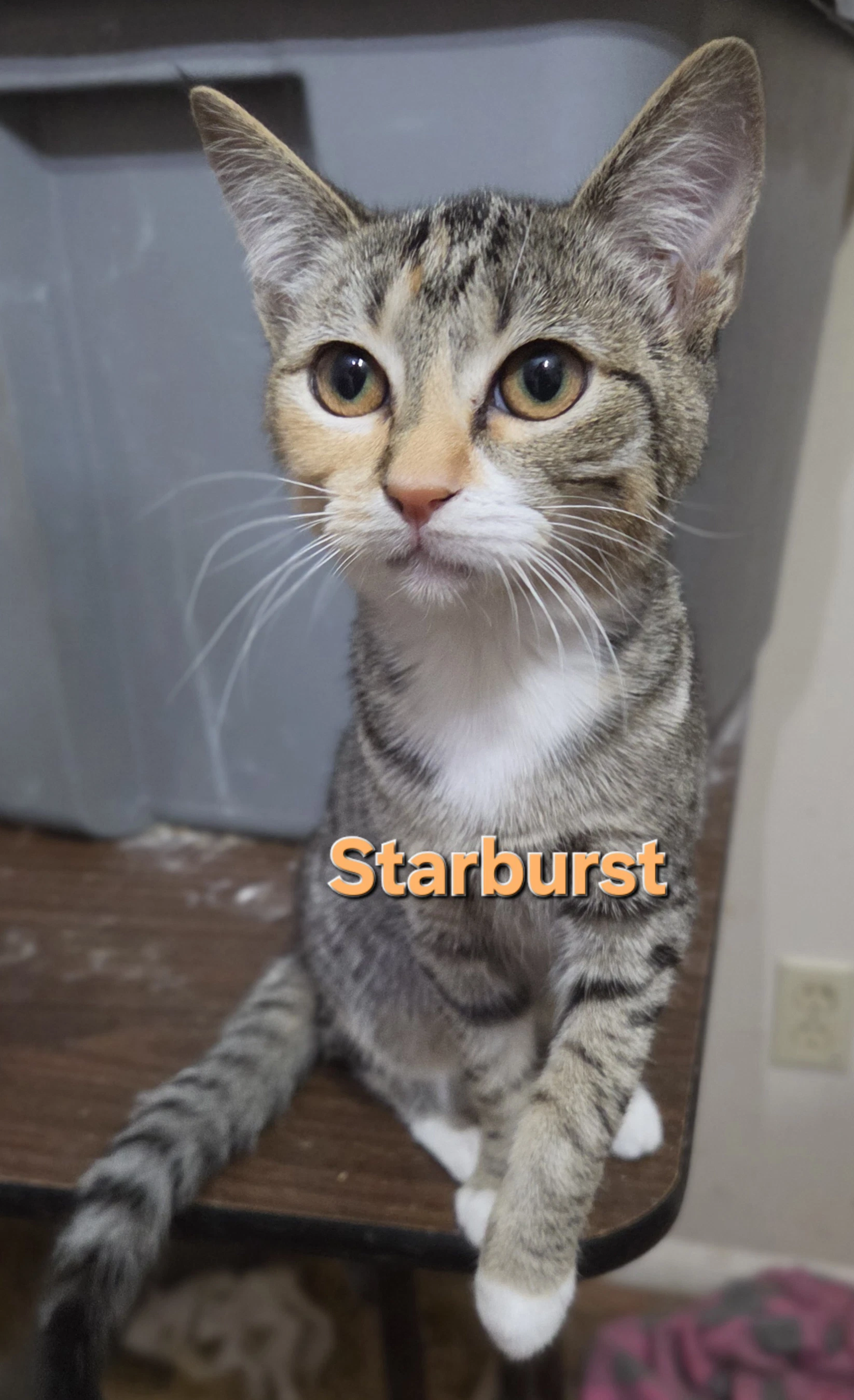 Starburst