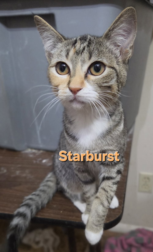 Starburst, a cat for adoption from Third Coast Pets Alive