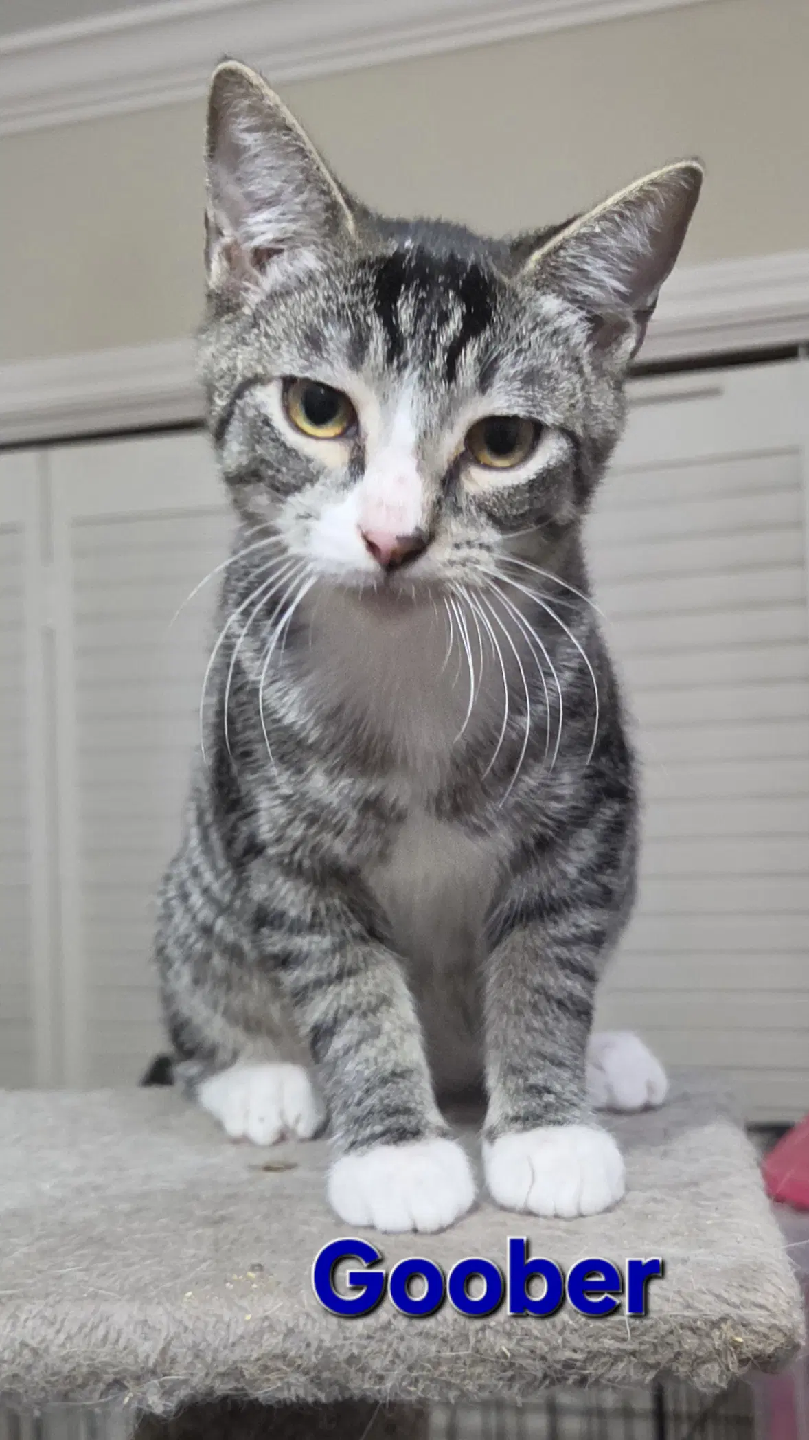 Goober - Tabby
