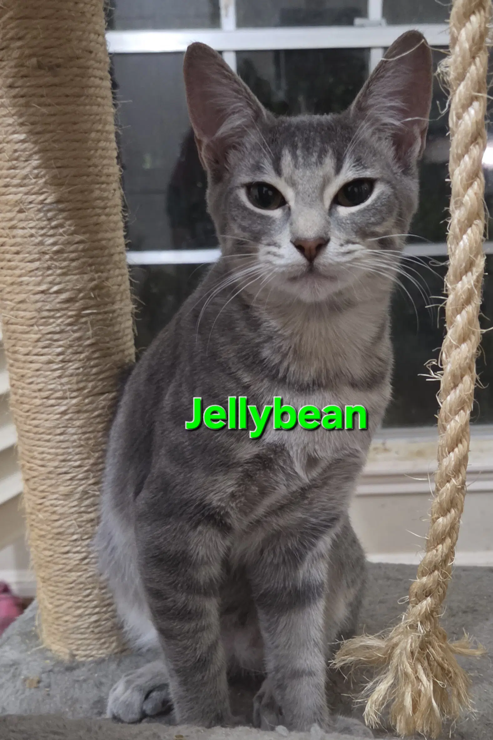 Jellybean - Tabby