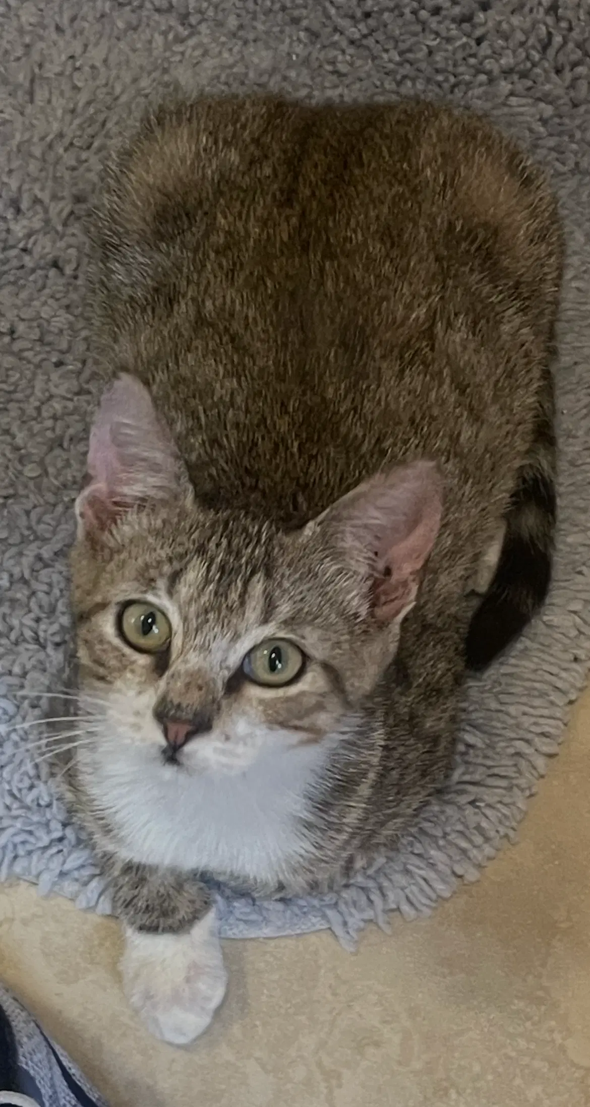 Zachary - Tabby