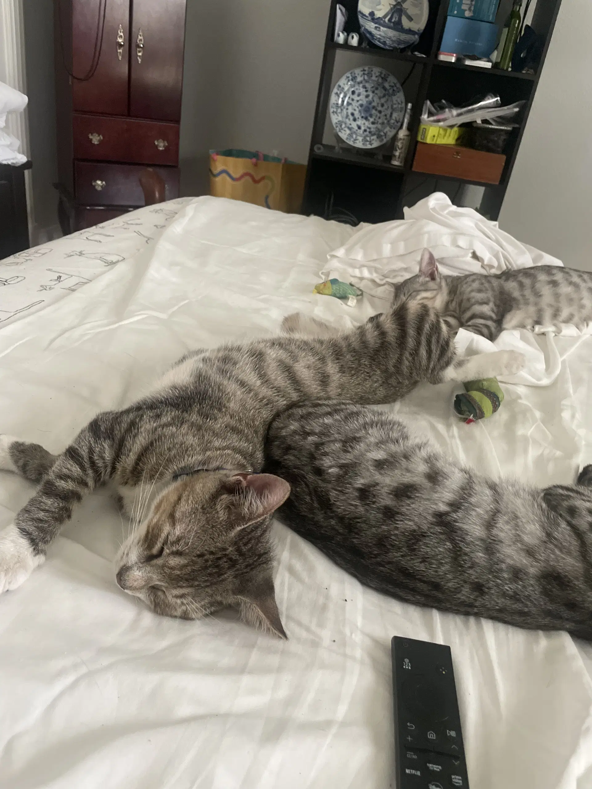Zoe - Tabby