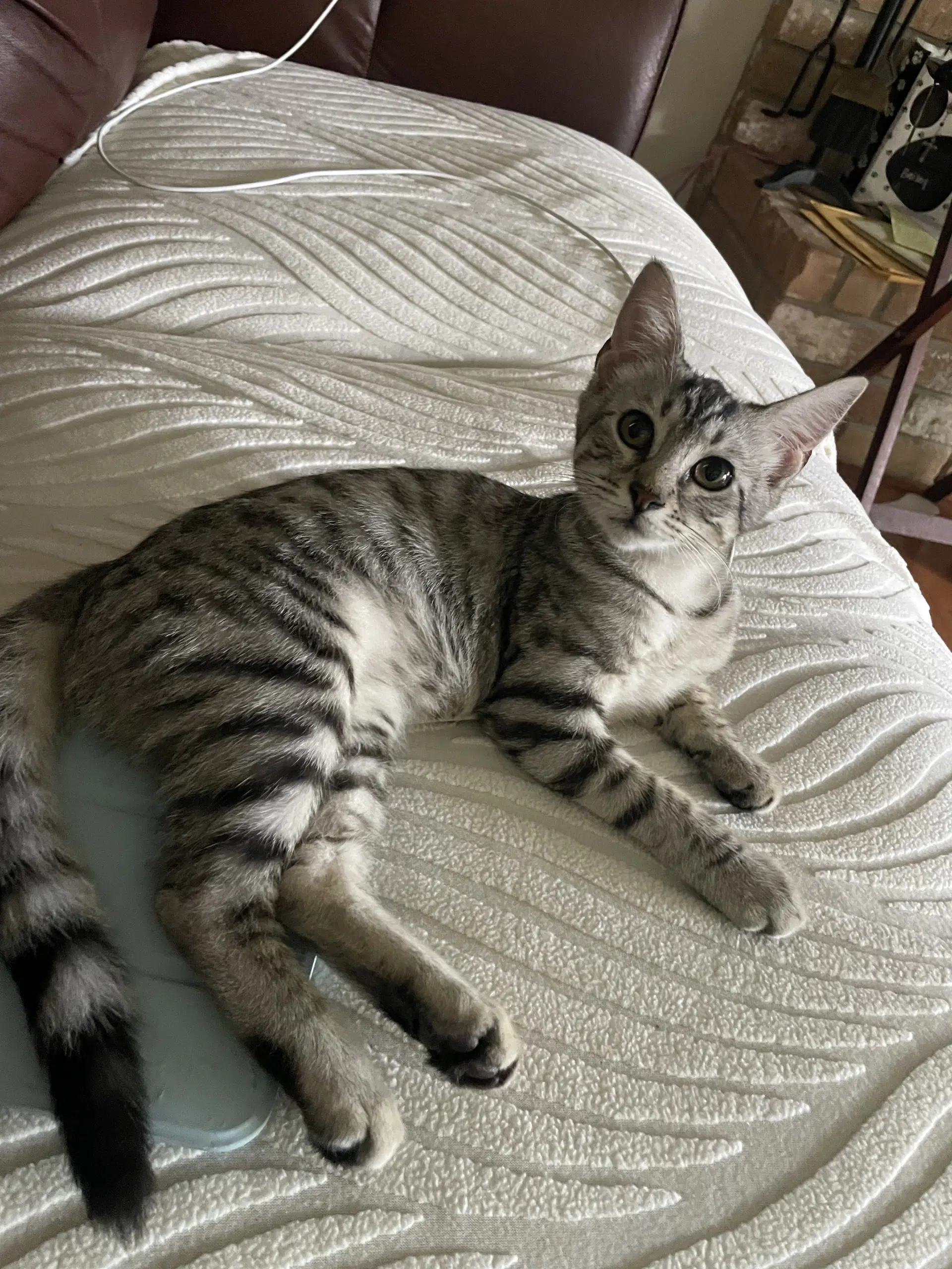 Zuri - Tabby