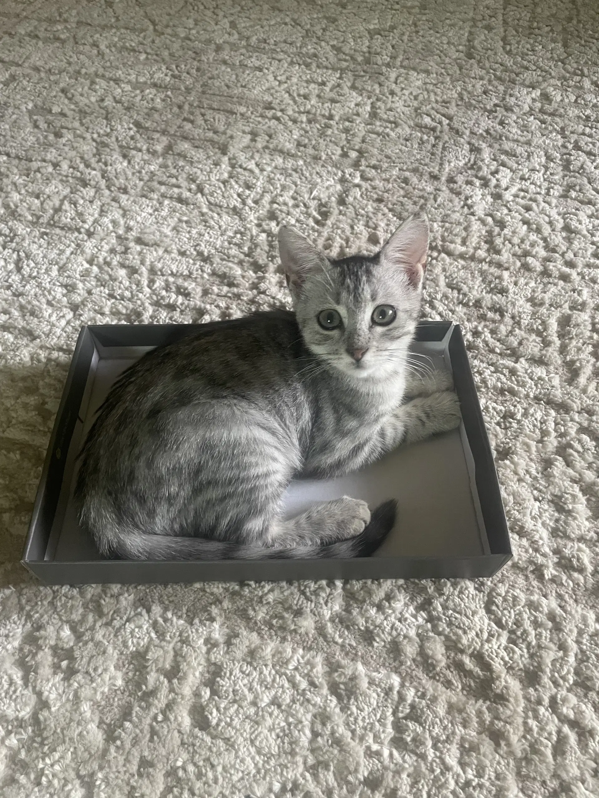 Zaria - Tabby