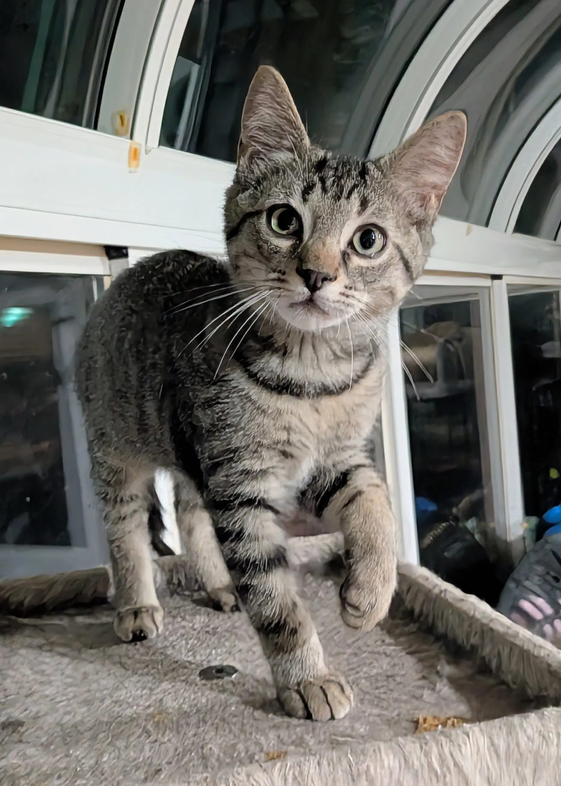 Endor - Tabby
