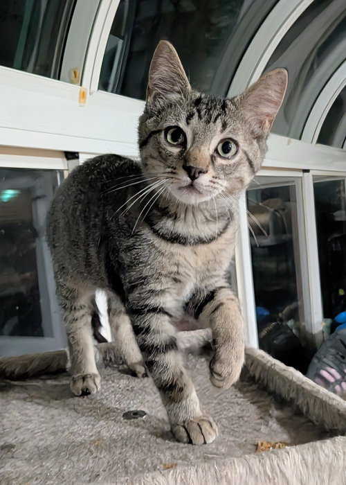 Endor, a cat for adoption from Third Coast Pets Alive