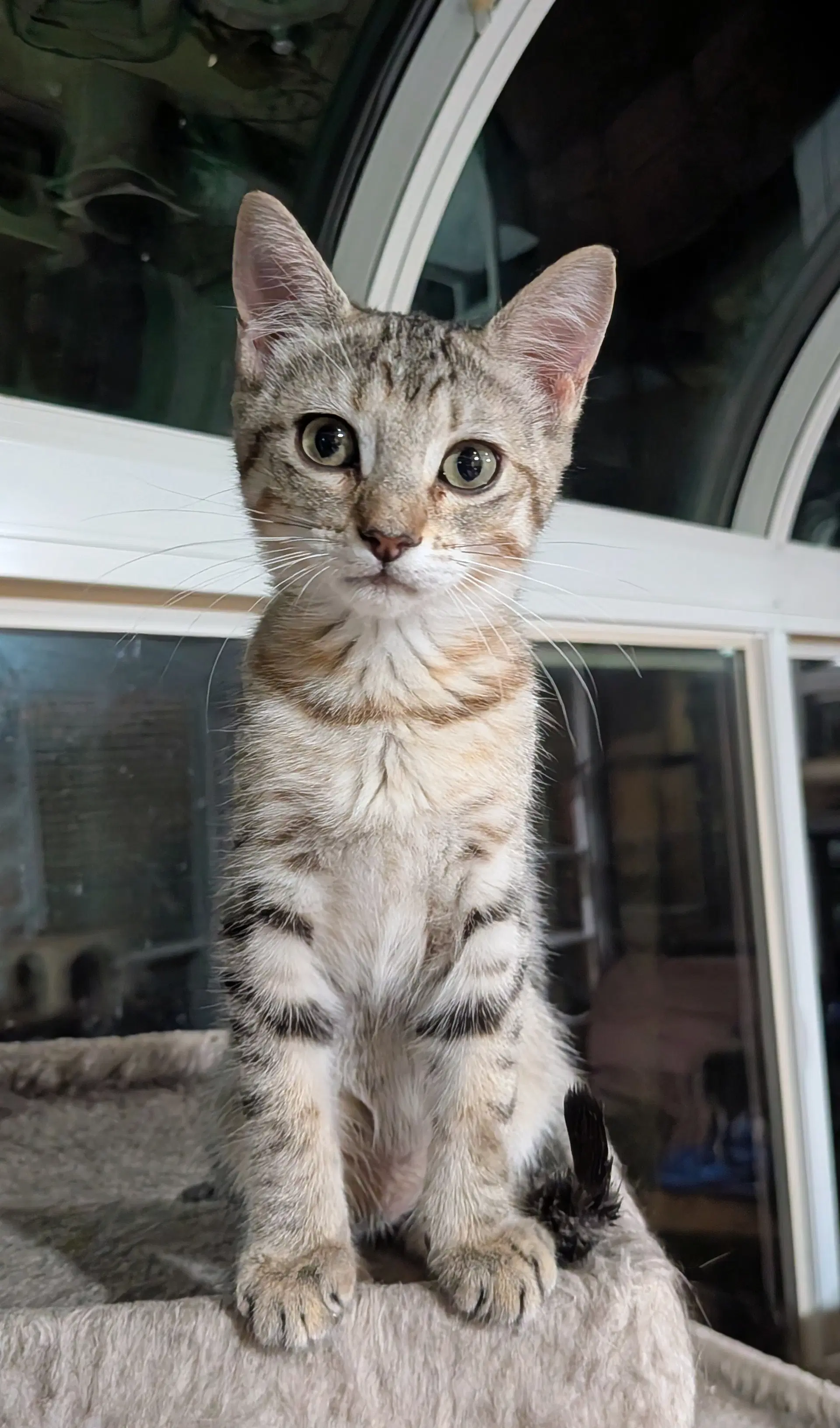 Kamino - Tabby