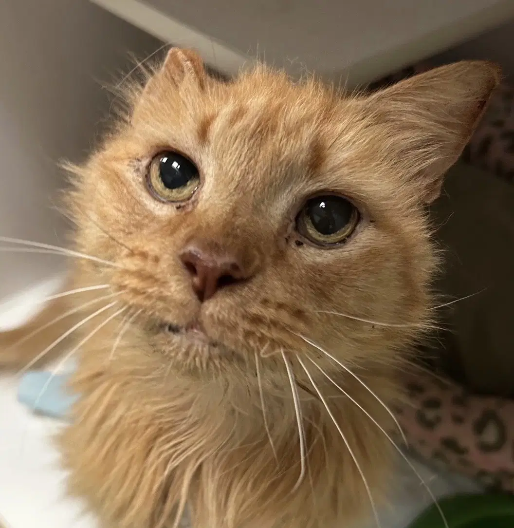 Link - Tabby