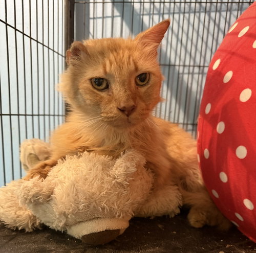 Grandpa Loggy, a cat for adoption from Third Coast Pets Alive