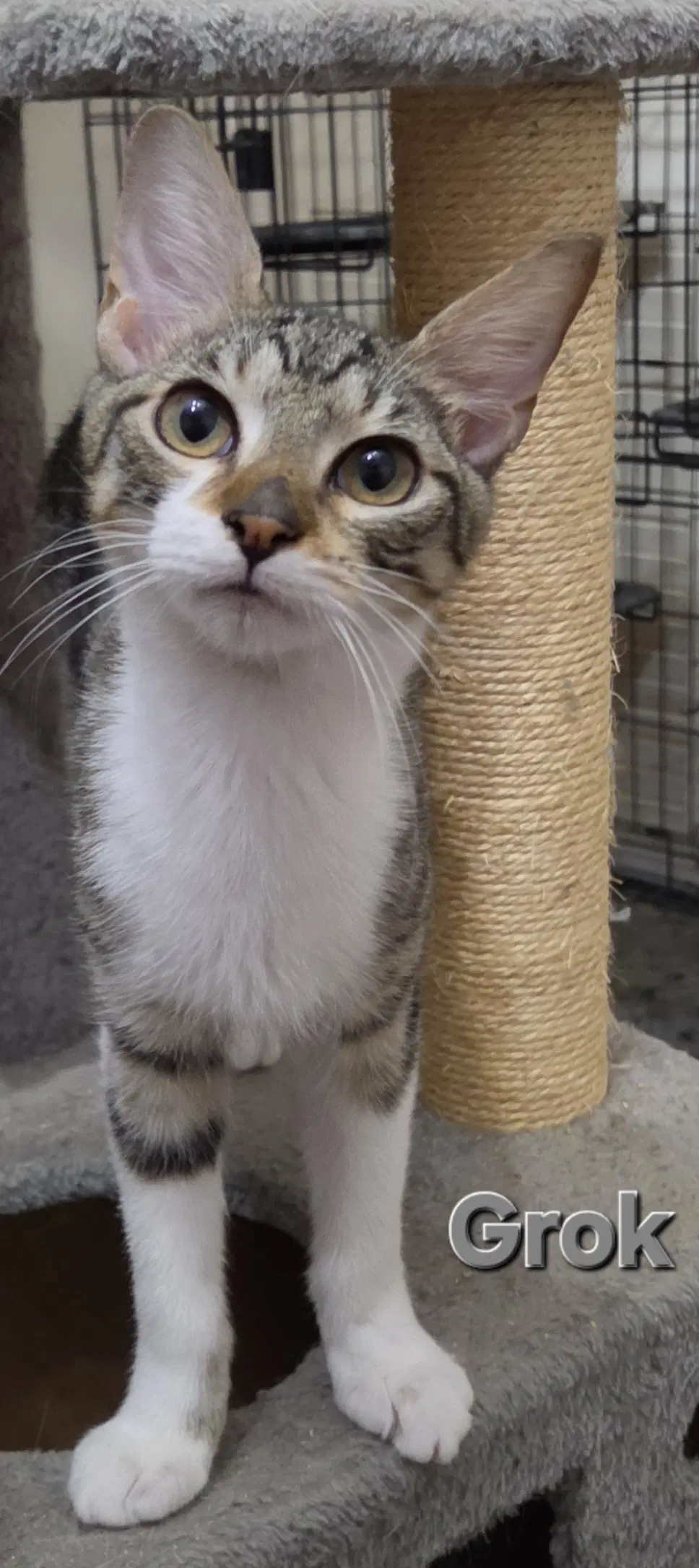 Grok - Tabby