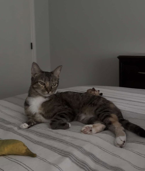MYA - Torbie / Domestic Short Hair available for adoption