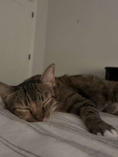 MYA - Torbie / Domestic Short Hair available for adoption