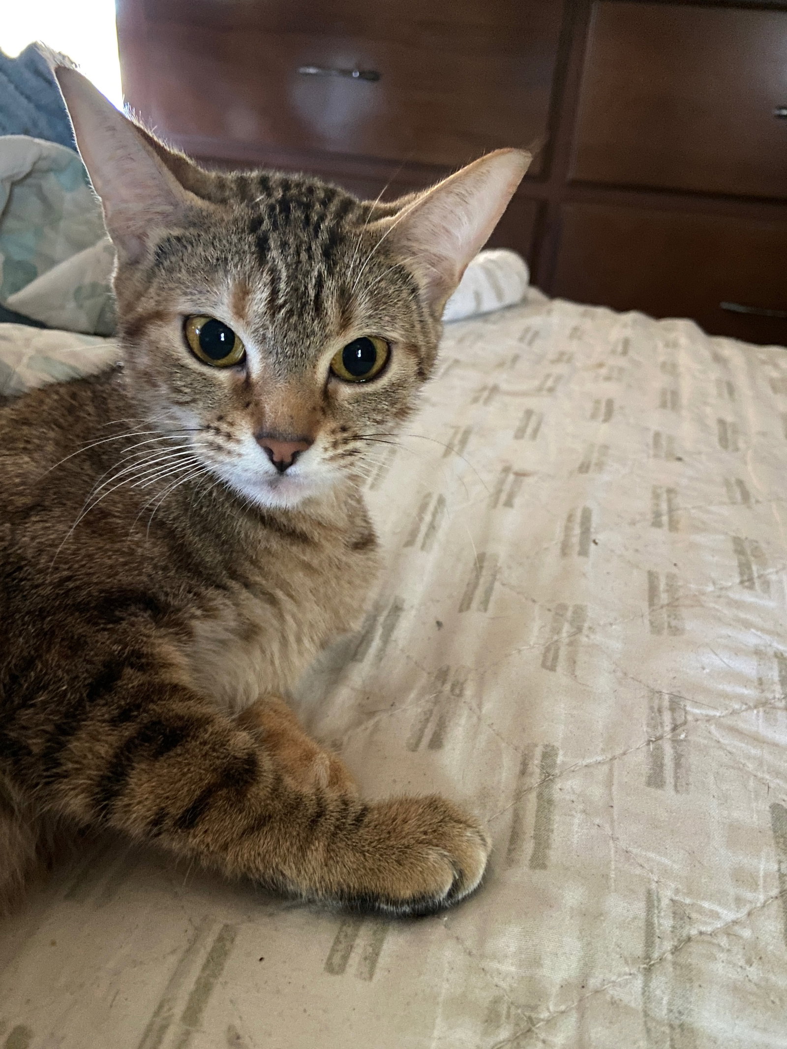 Junipurr