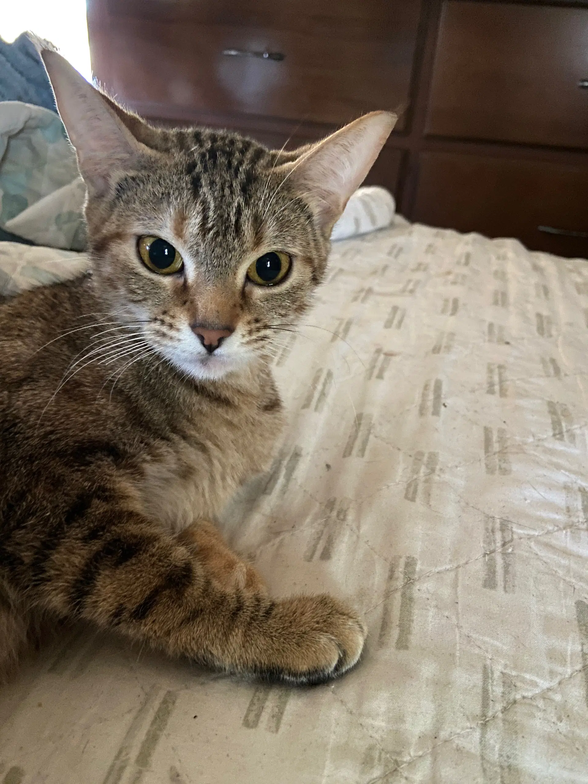 Junipurr - Torbie
