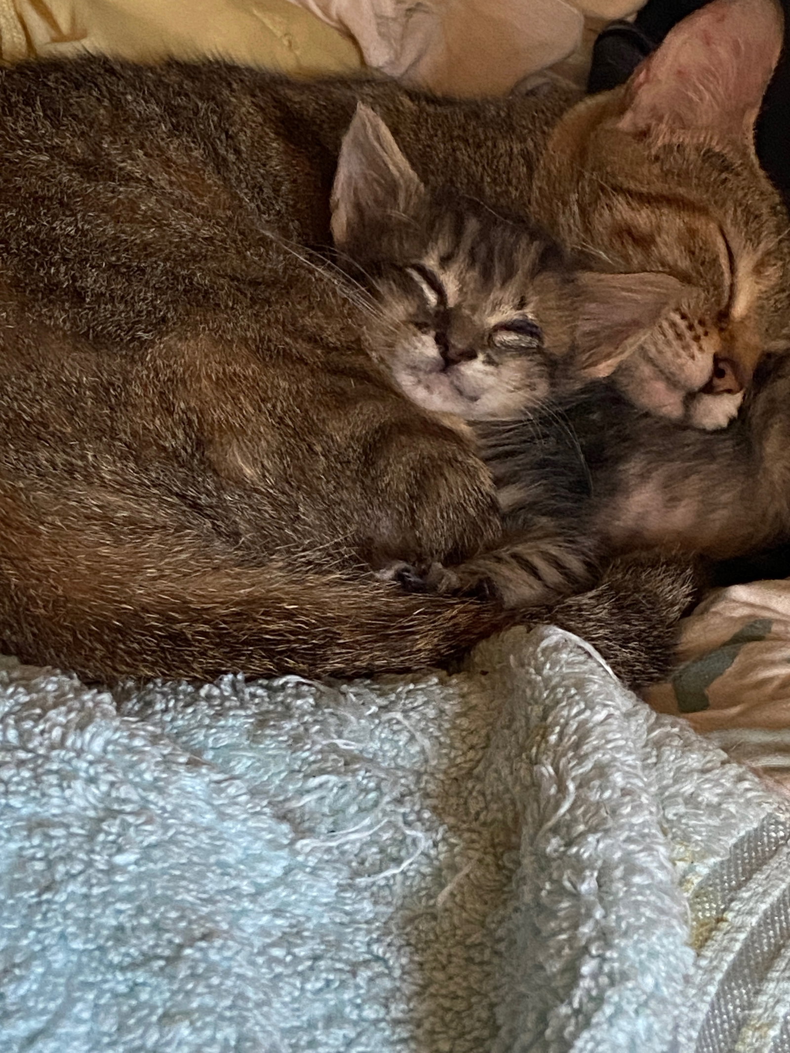 Junipurr, photo 2