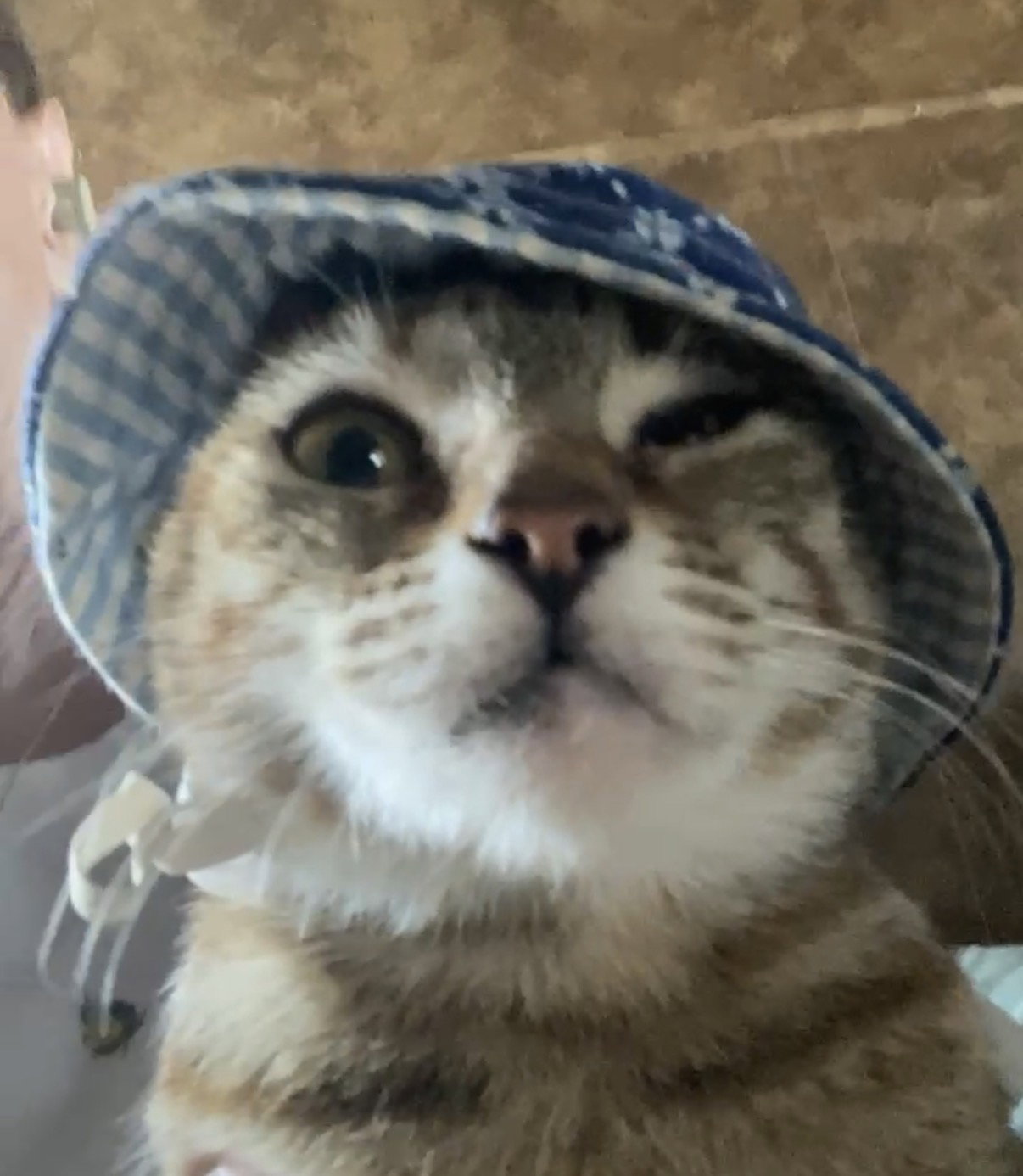 Junipurr, photo 3