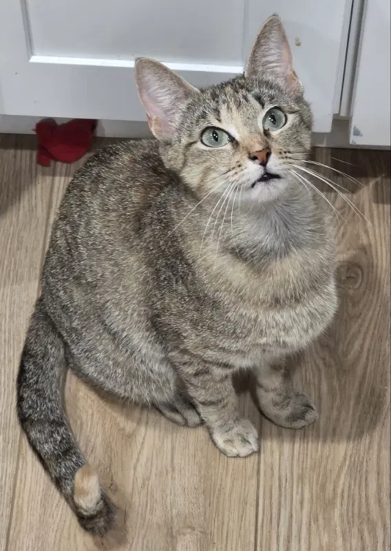 Abigail - Tabby