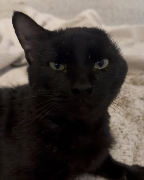 Reacher, a cat for adoption from Third Coast Pets Alive