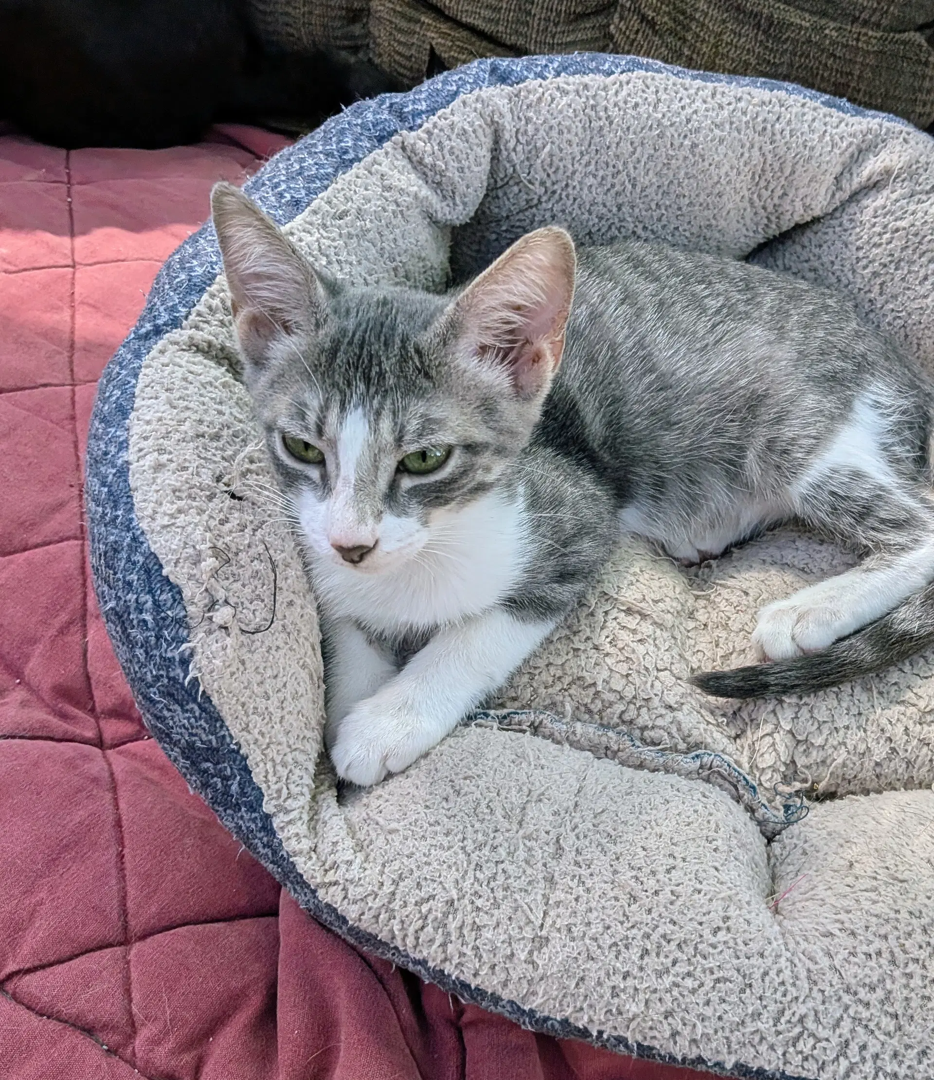 Blade - Tabby
