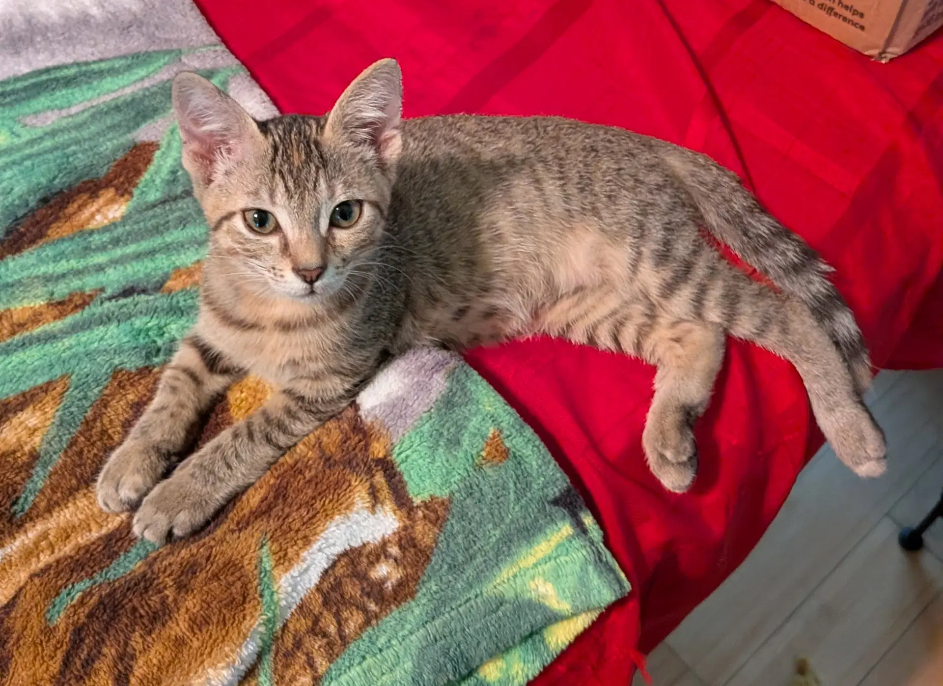 Katana - Torbie