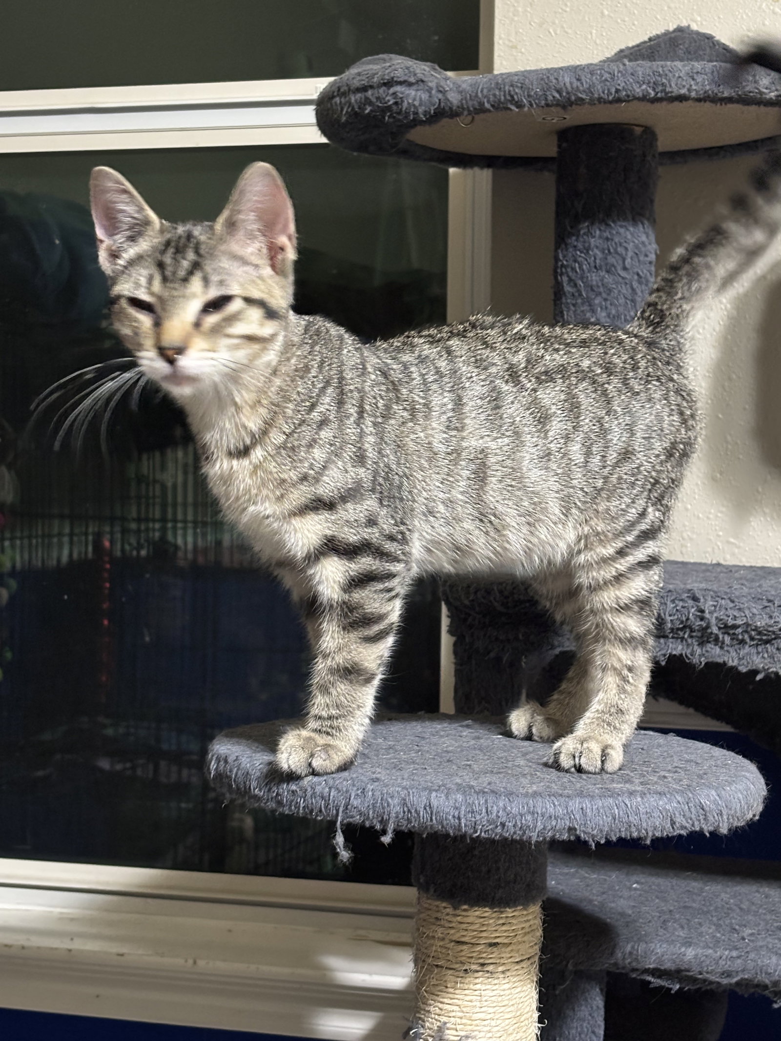 Hansel, Tabby