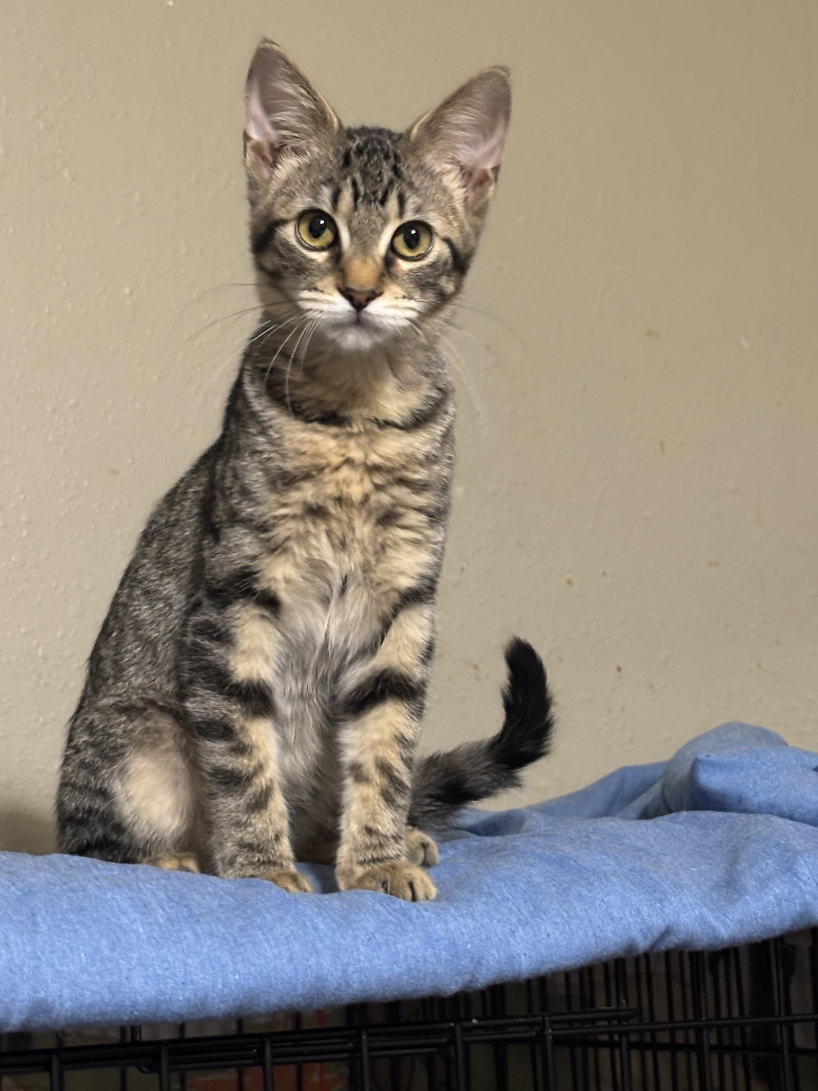 Gretel, Tabby