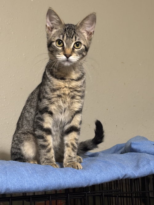 Gretel, a cat for adoption from Third Coast Pets Alive