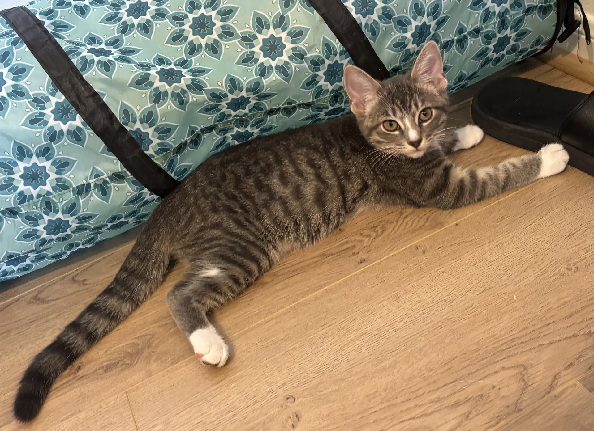 Pixie - Tabby
