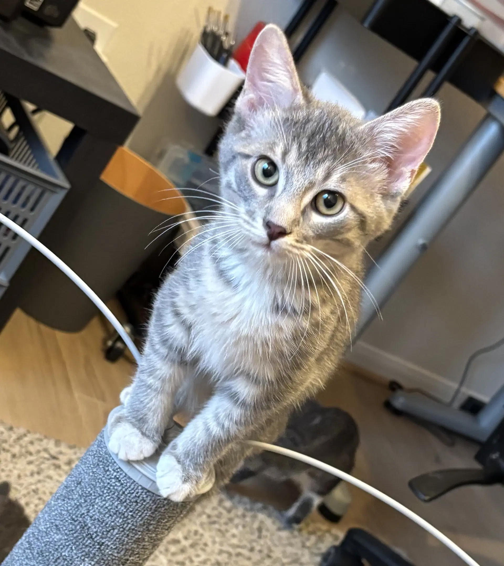 Panini - Tabby