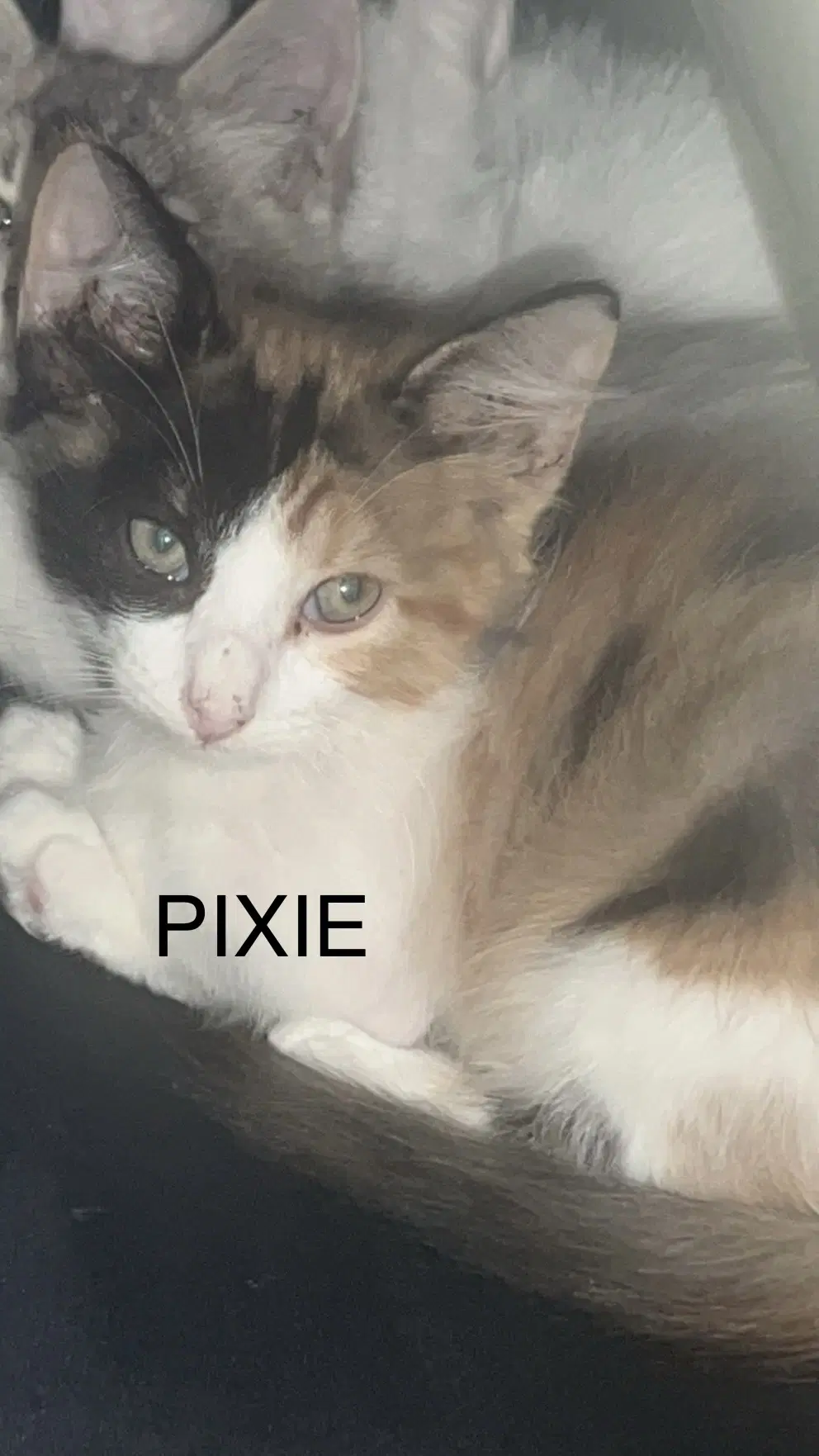 Pixie - Calico