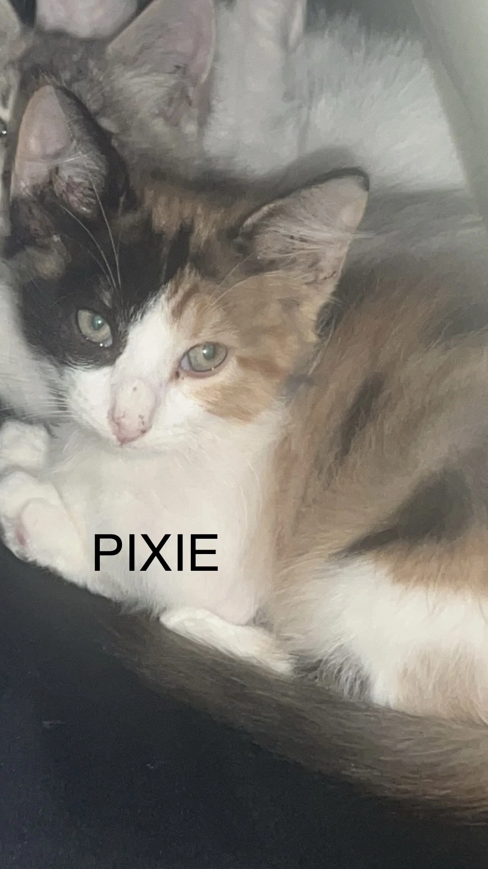 Pixie