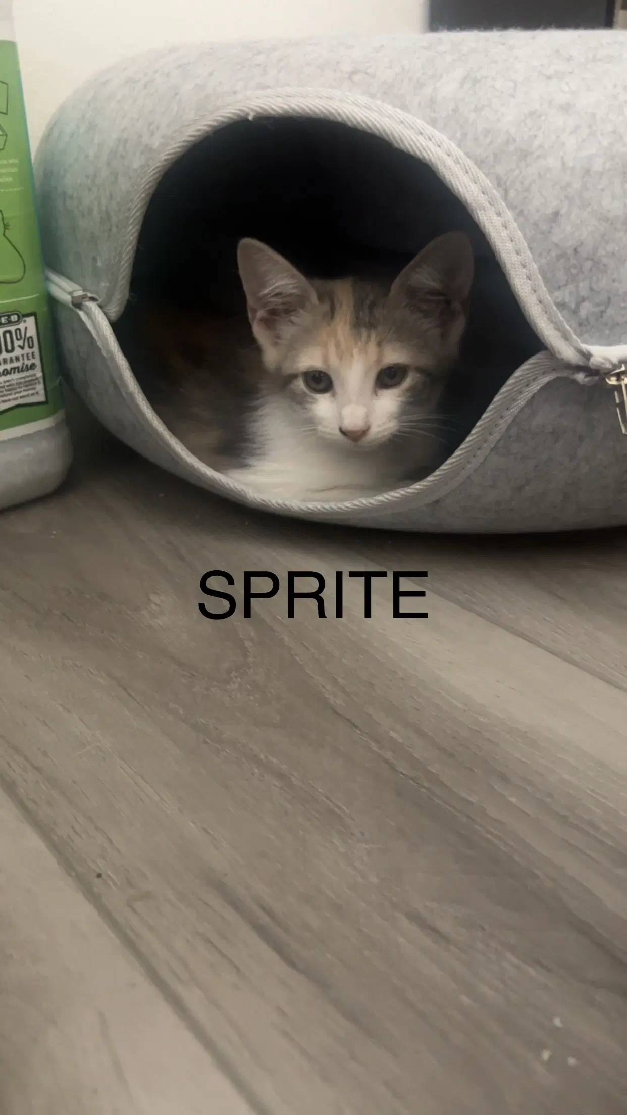 Sprite - Dilute Calico