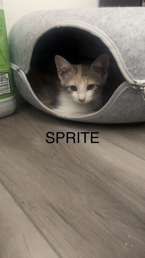 Sprite