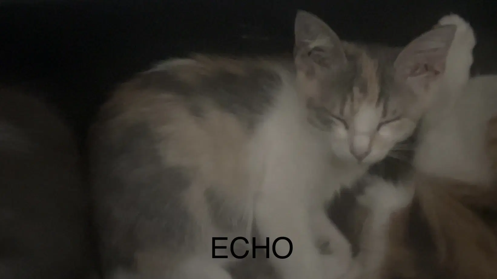 Echo - Dilute Calico