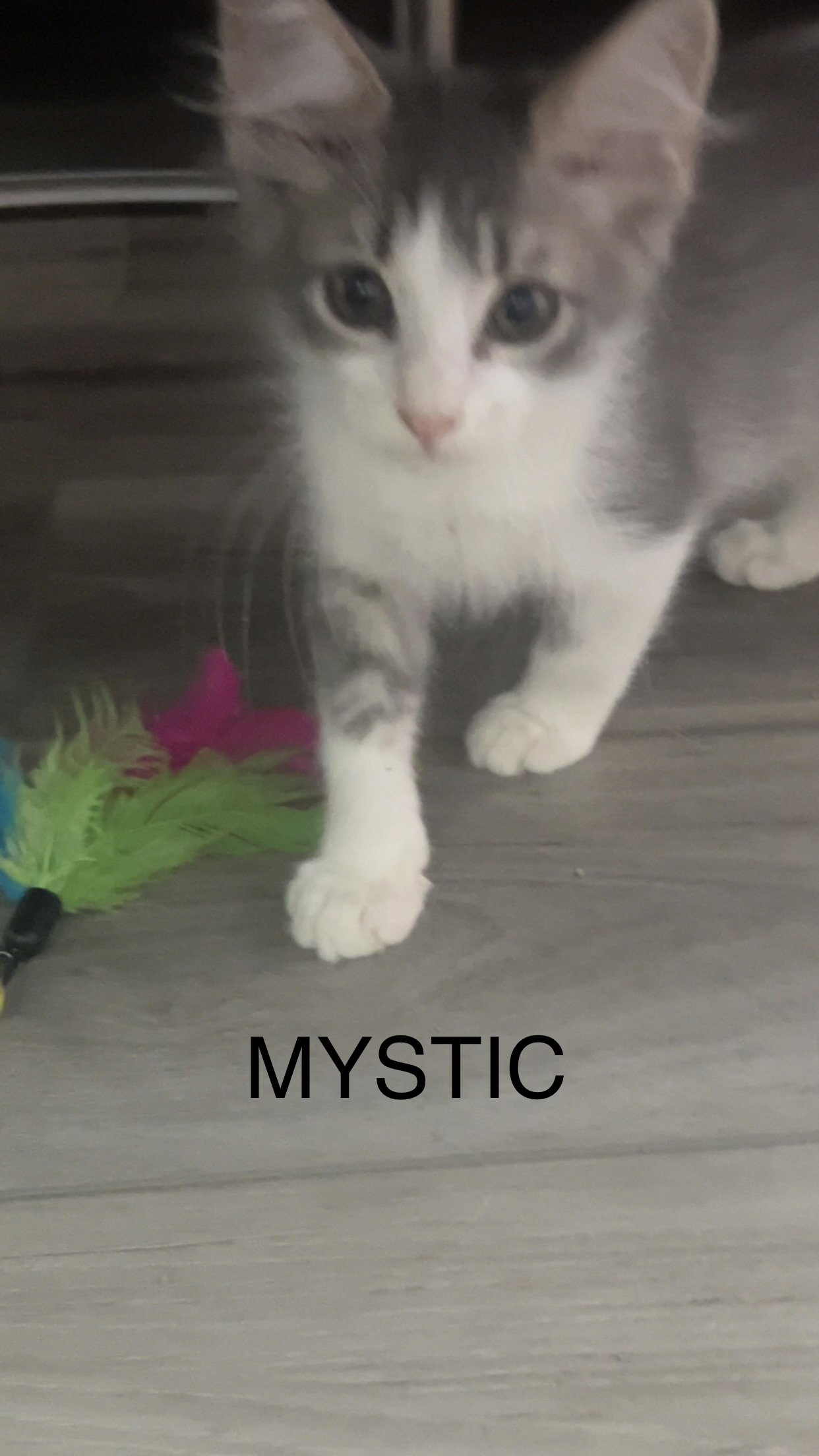 Mystic