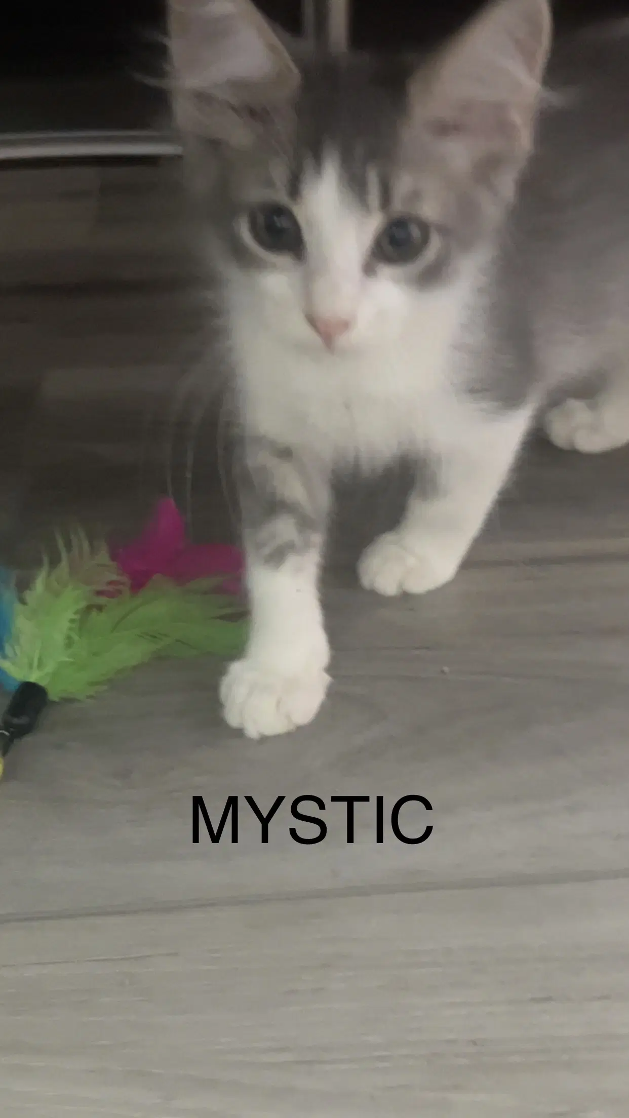 Mystic - Tabby