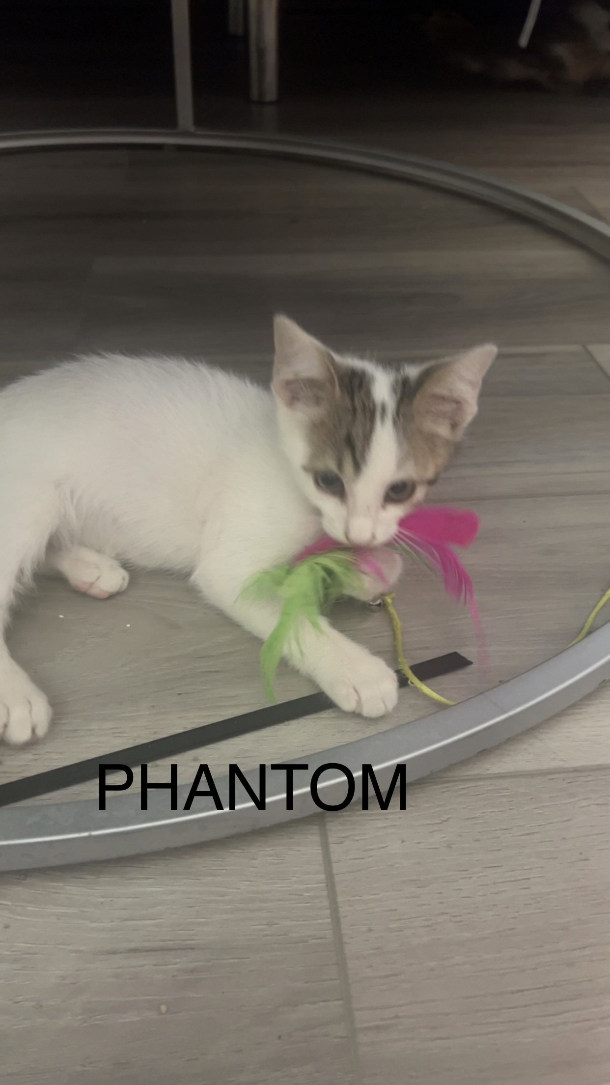 Phantom