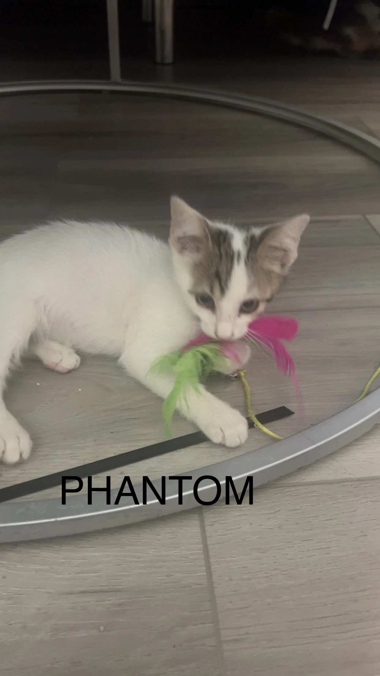 Phantom