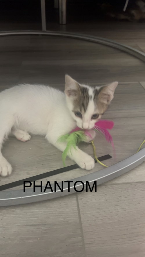 Phantom