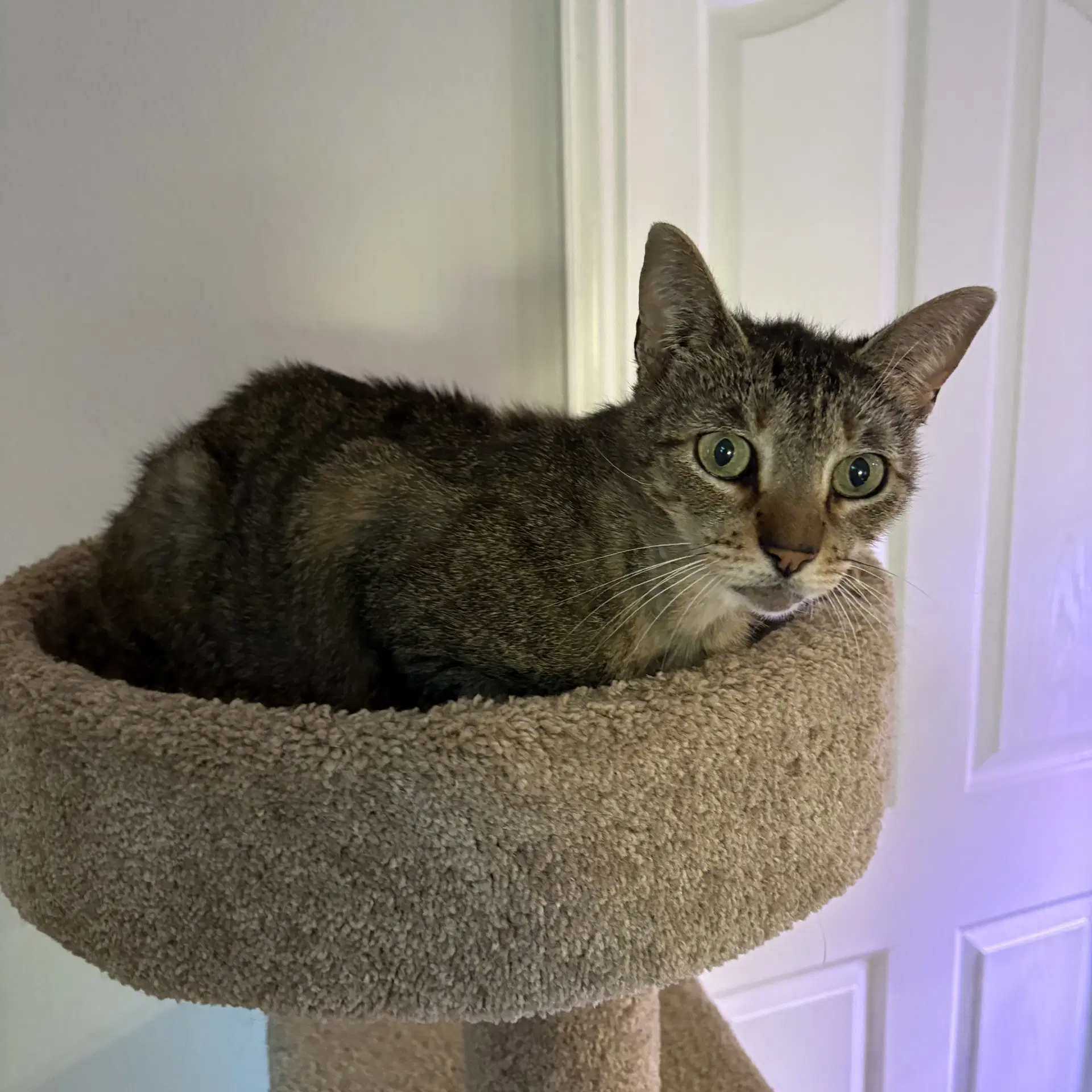 Dolly Purrton - Tabby