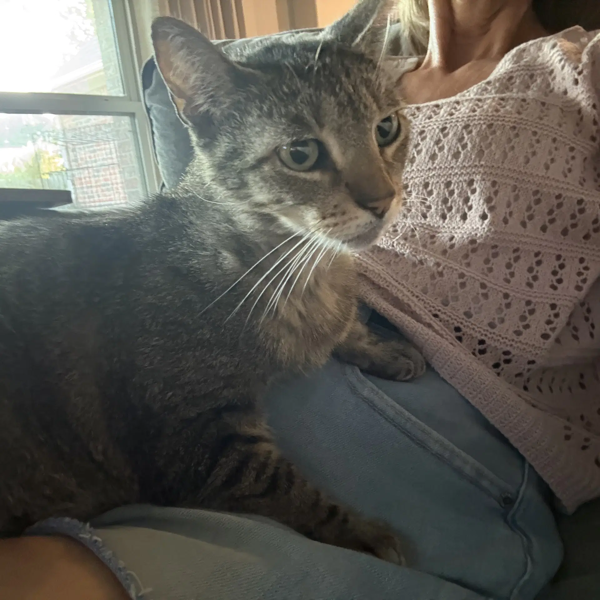 Dolly Purrton image 2